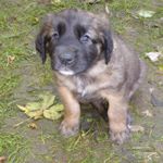 Mara (Alma Magic, Rotes Halsband